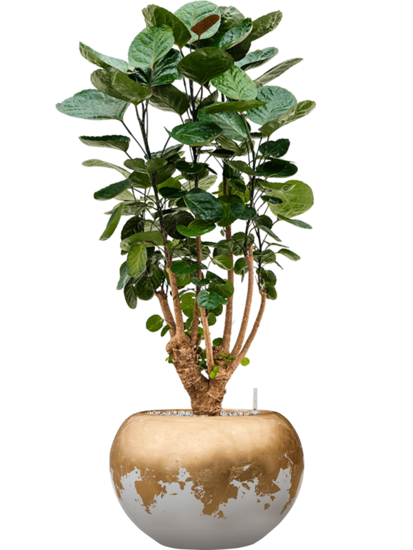 Ansamblu D39xH104cm cu planta naturala Aralia (Polyscias) 'Fabian' in ghiveci Baq Luxe Lite Glossy all inclusive set cu granule decorative