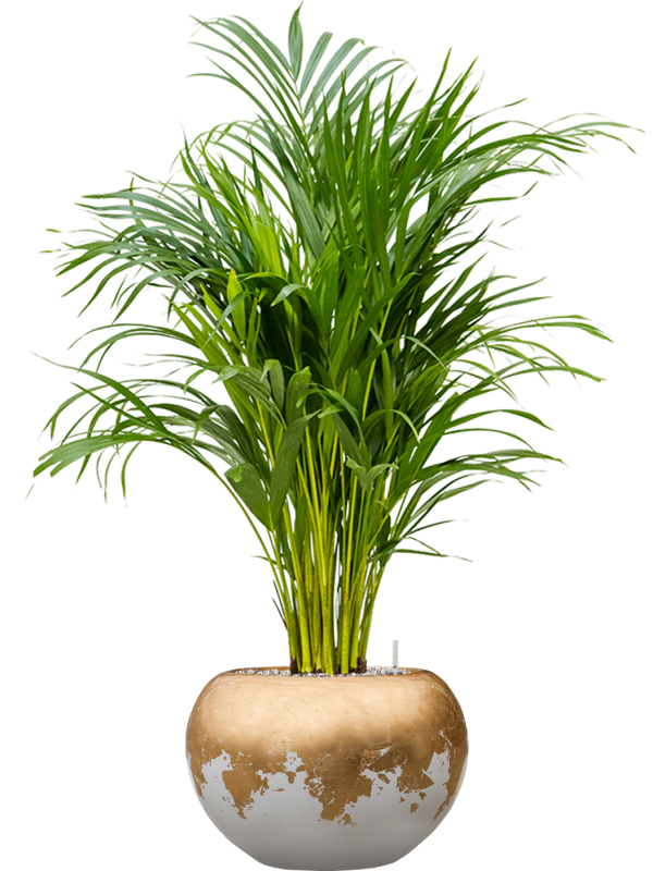 Ansamblu D39xH116cm cu planta naturala Dypsis (Areca) lutescens in ghiveci Baq Luxe Lite Glossy all inclusive set cu granule decorative