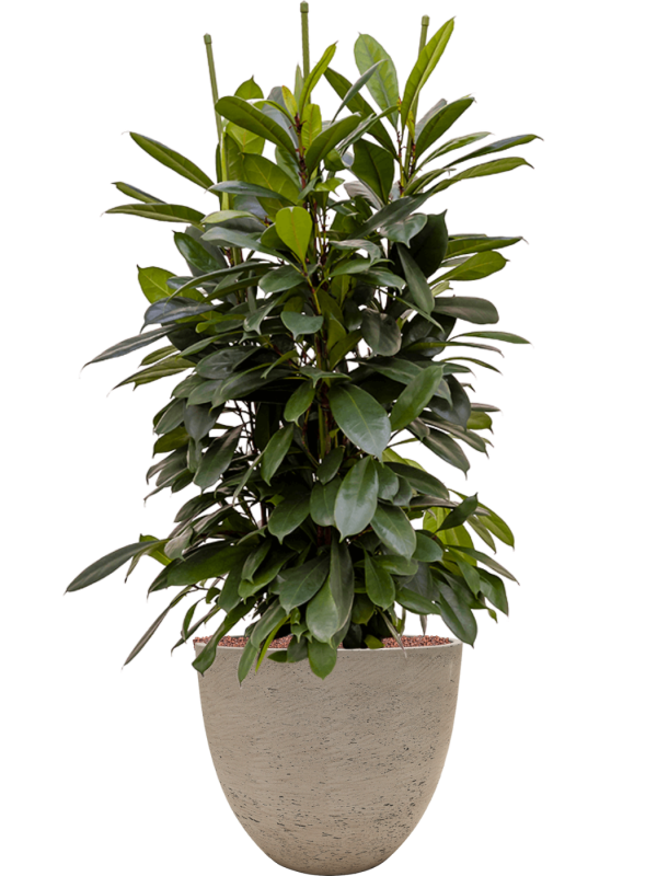 Ansamblu D39xH118cm cu planta naturala Ficus cyathistipula in ghiveci Rough all inclusive set cu granule decorative