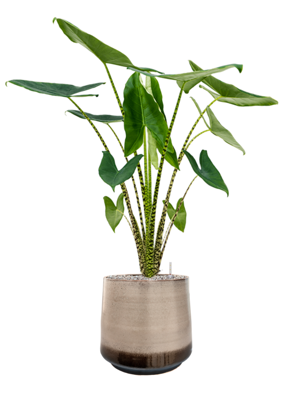 Ansamblu D39xH119cm cu planta naturala Alocasia zebrina in ghiveci Noaz all inclusive set cu granule decorative