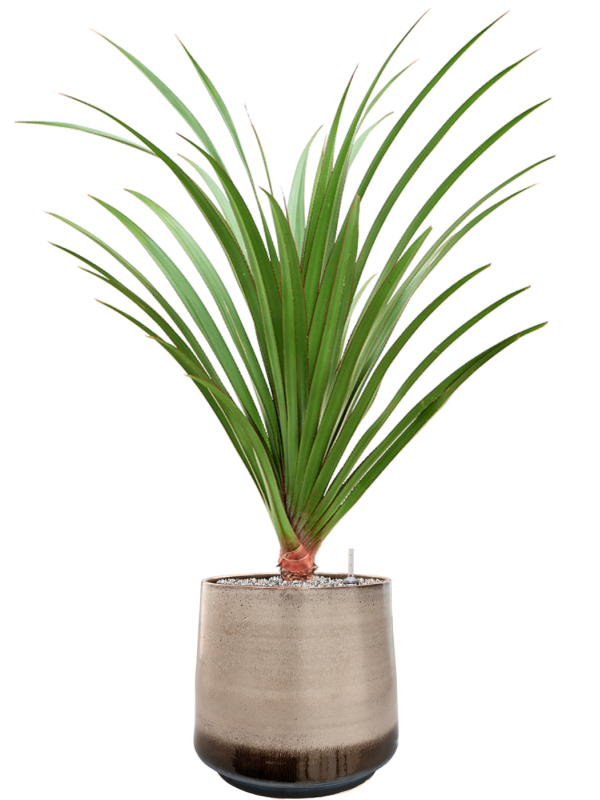 Ansamblu D39xH119cm cu planta naturala Pandanus utilis in ghiveci Noaz all inclusive set cu granule decorative