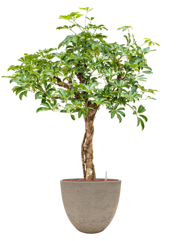 Ansamblu D39xH134cm cu planta naturala Schefflera arboricola 'Compacta' in ghiveci Rough all inclusive set cu granule decorative