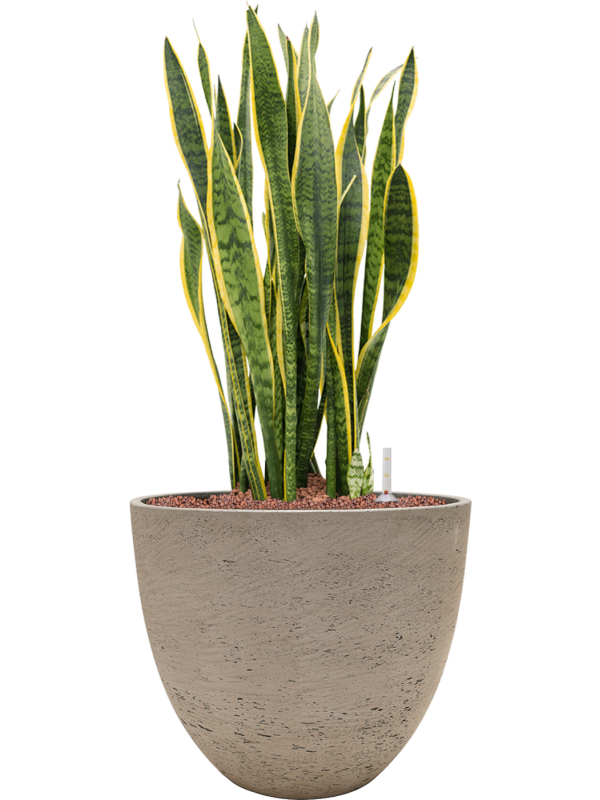 Ansamblu D39xH84cm cu planta naturala Sansevieria trifasciata 'Laurentii' in ghiveci Rough all inclusive set cu granule decorative