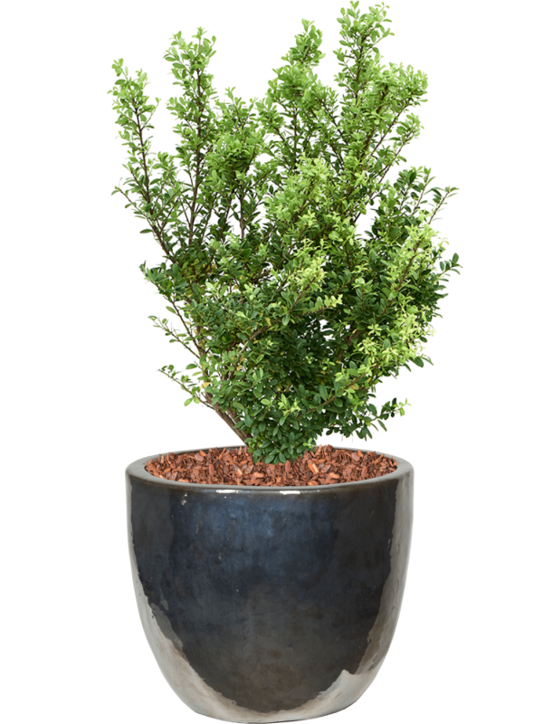 Ansamblu D39xH88cm cu planta naturala Ilex crenata 'Dark Green' in ghiveci Plain all inclusive set cu granule decorative