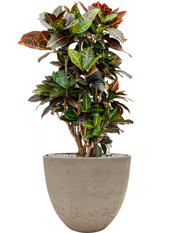 Ansamblu D39xH95cm cu planta naturala Croton (Codiaeum) variegatum 'Petra' in ghiveci Rough all inclusive set cu granule decorative