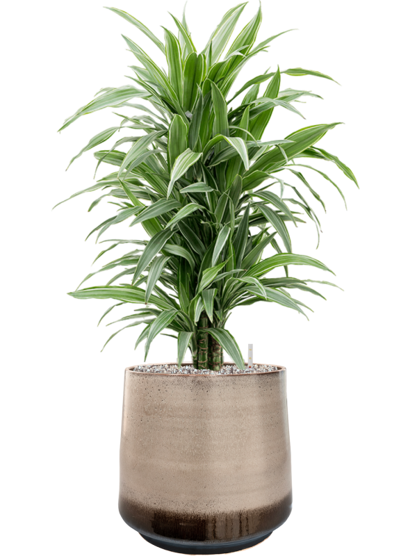 Ansamblu D39xH98cm cu planta naturala Dracaena deremensis 'Warneckei' in ghiveci Noaz all inclusive set cu granule decorative