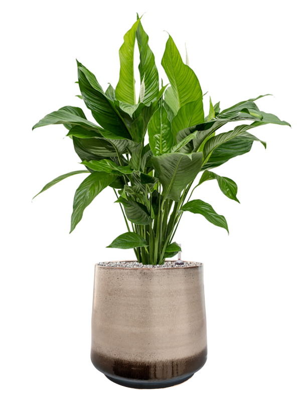 Ansamblu D39xH98cm cu planta naturala Spathiphyllum 'Sweet Lauretta' in ghiveci Noaz all inclusive set cu granule decorative