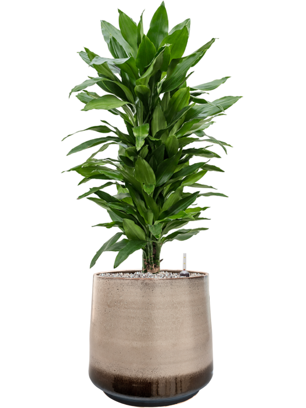 Ansamblu D39xH99cm cu planta naturala Dracaena fragrans 'Janet Lind' in ghiveci Noaz all inclusive set cu granule decorative