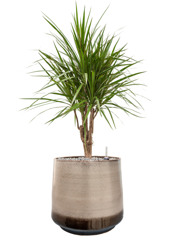 Ansamblu D39xH99cm cu planta naturala Dracaena marginata in ghiveci Noaz all inclusive set cu granule decorative