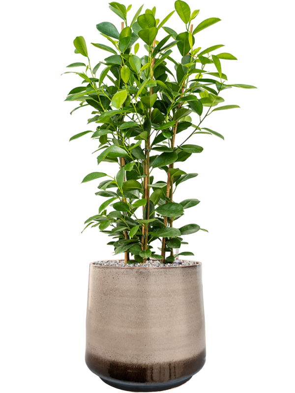 Ansamblu D39xH99cm cu planta naturala Ficus microcarpa 'Moclame' in ghiveci Noaz all inclusive set cu granule decorative