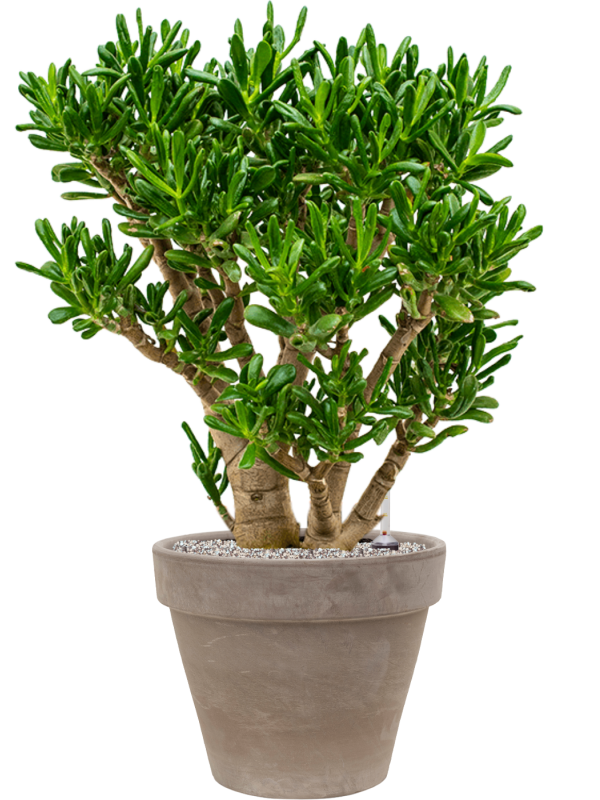 Ansamblu D40xH100cm cu planta naturala Crassula ovata 'Gollum' in ghiveci Terra Cotta all inclusive set cu granule decorative