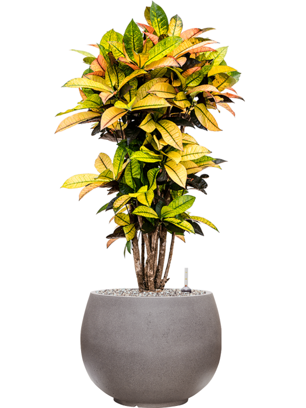 Ansamblu D40xH103cm cu planta naturala Croton (Codiaeum) variegatum 'Mrs. Iceton' in ghiveci Rotunda Urban all inclusive set cu granule decorative