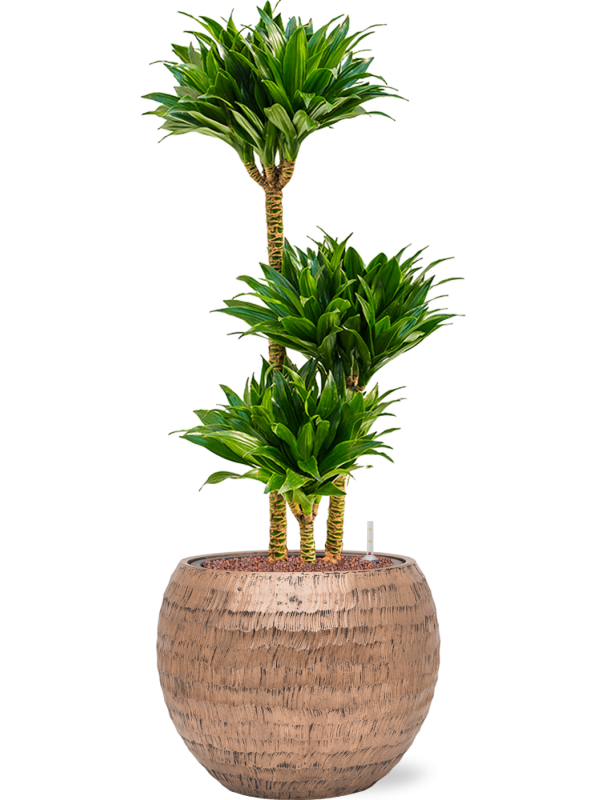 Ansamblu D40xH103cm cu planta naturala Dracaena fragrans 'Compacta' in ghiveci Baq Opus Hammered all inclusive set cu granule decorative