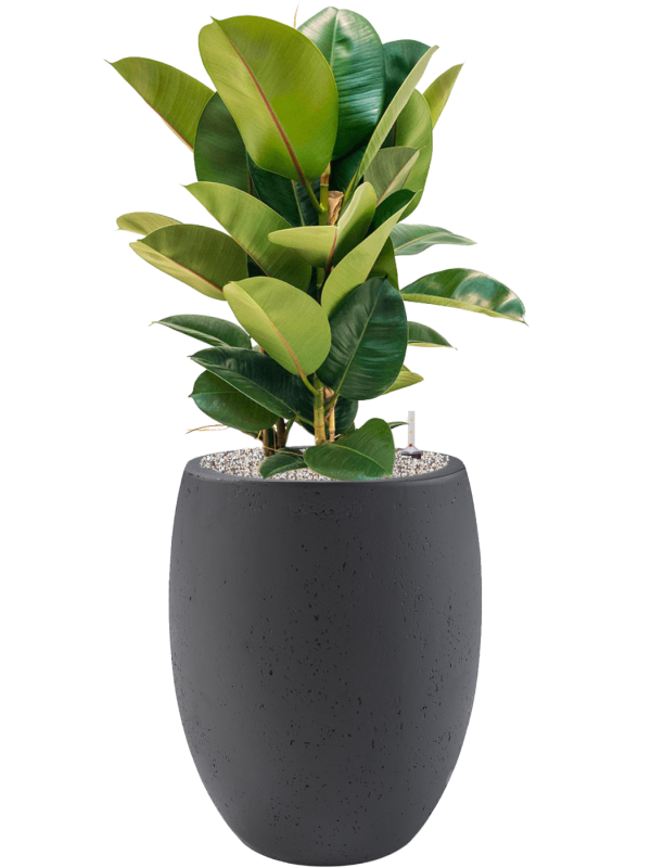 Ansamblu D40xH103cm cu planta naturala Ficus elastica 'Robusta' in ghiveci Grigio all inclusive set cu granule decorative