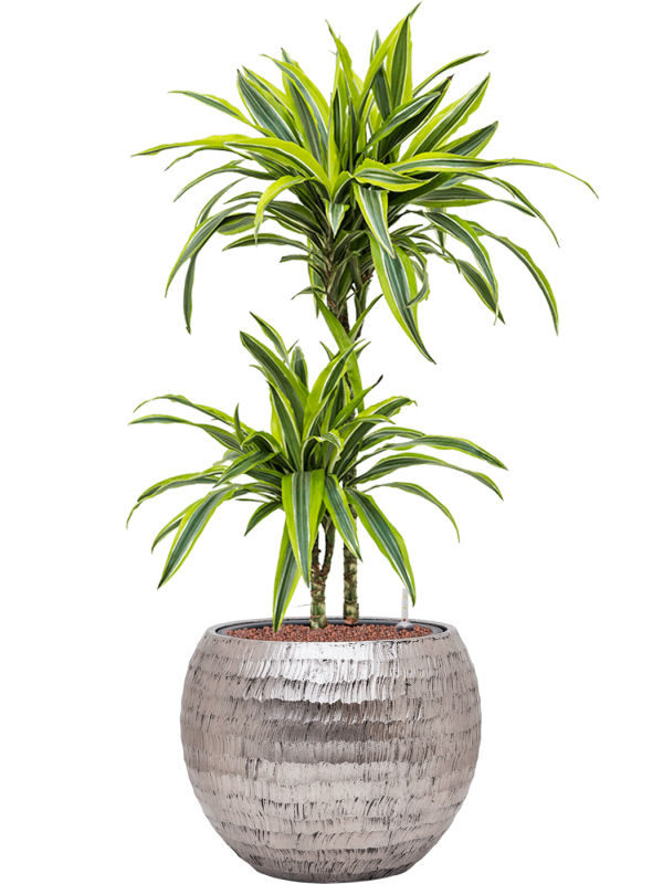 Ansamblu D40xH105cm cu planta naturala Dracaena fragrans 'Lemon Lime' in ghiveci Baq Opus Hammered all inclusive set cu granule decorative