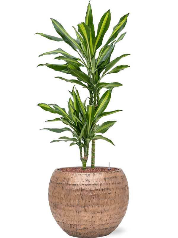 Ansamblu D40xH106cm cu planta naturala Dracaena fragrans 'Cintho' in ghiveci Baq Opus Hammered all inclusive set cu granule decorative