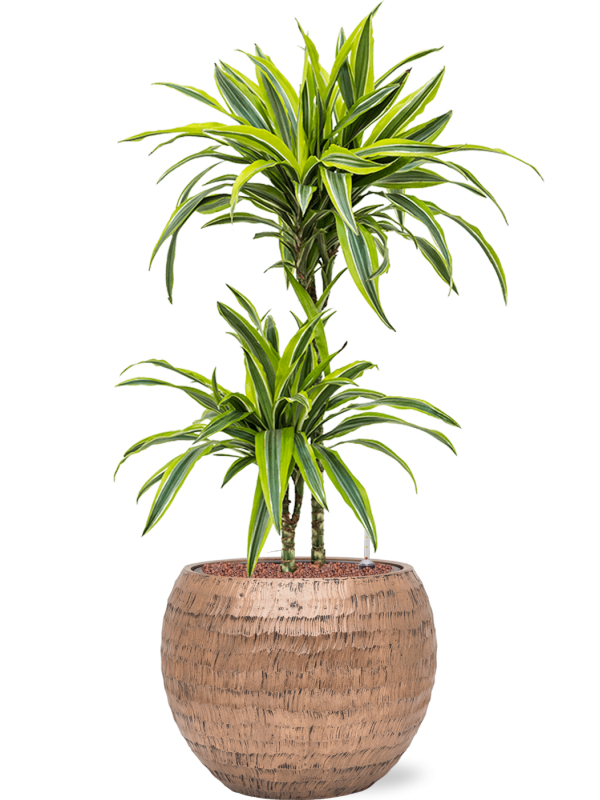 Ansamblu D40xH106cm cu planta naturala Dracaena fragrans 'Lemon Lime' in ghiveci Baq Opus Hammered all inclusive set cu granule decorative