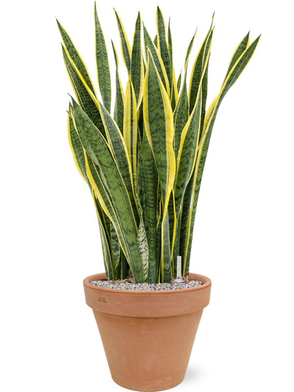 Ansamblu D40xH106cm cu planta naturala Sansevieria trifasciata 'Laurentii' in ghiveci Terra Cotta all inclusive set cu granule decorative