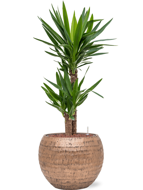 Ansamblu D40xH106cm cu planta naturala Yucca elephantipes in ghiveci Baq Opus Hammered all inclusive set cu granule decorative