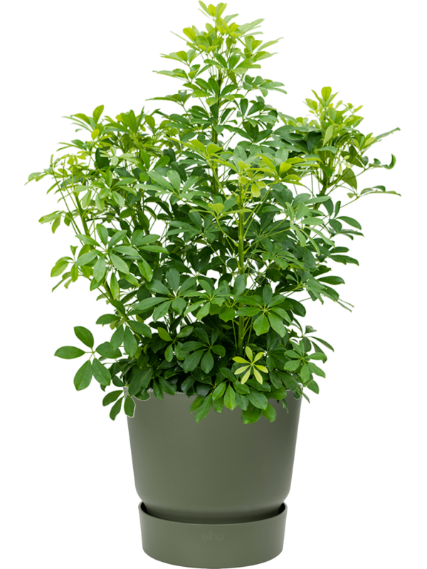 Ansamblu D40xH107cm cu planta naturala Schefflera arboricola 'Compacta' in ghiveci Greenville all inclusive set cu granule decorative