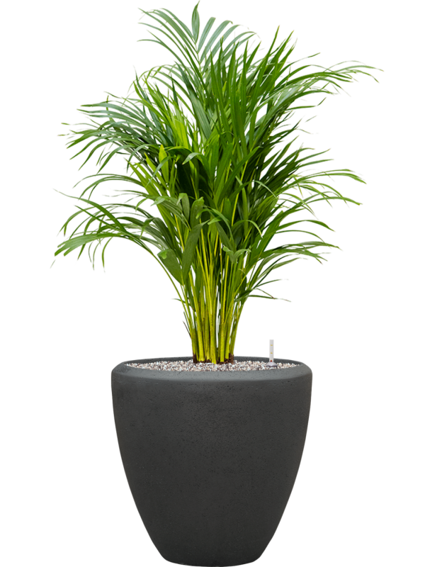 Ansamblu D40xH108cm cu planta naturala Dypsis (Areca) lutescens in ghiveci Baq Polystone Plain all inclusive set cu granule decorative