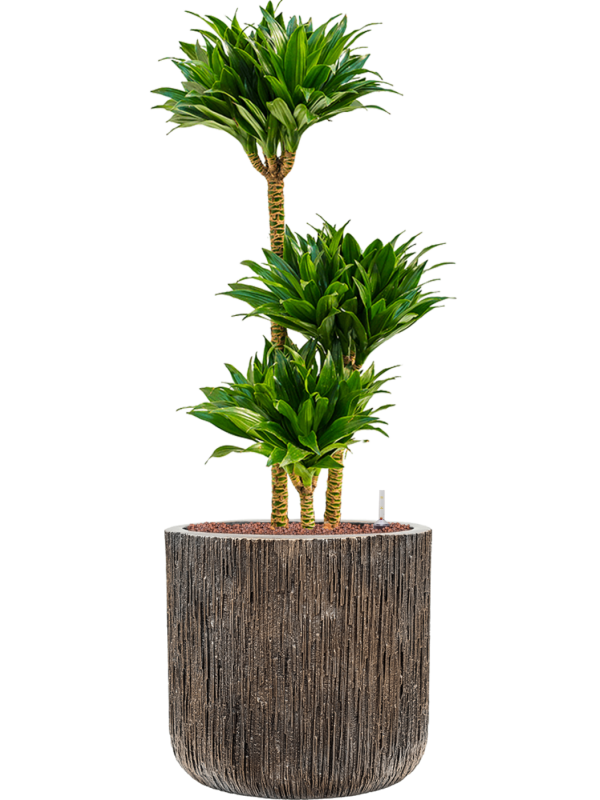 Ansamblu D40xH110cm cu planta naturala Dracaena fragrans 'Compacta' in ghiveci Baq Luxe Lite Universe all inclusive set cu granule decorative