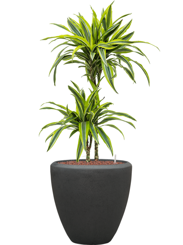 Ansamblu D40xH113cm cu planta naturala Dracaena fragrans 'Lemon Lime' in ghiveci Baq Polystone Plain all inclusive set cu granule decorative