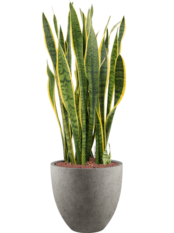 Ansamblu D40xH113cm cu planta naturala Sansevieria trifasciata 'Laurentii' in ghiveci Grigio all inclusive set cu granule decorative