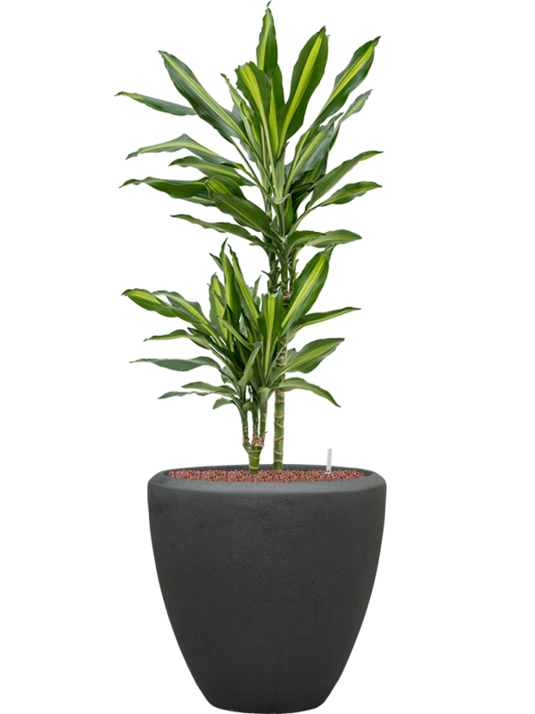 Ansamblu D40xH114cm cu planta naturala Dracaena fragrans 'Cintho' in ghiveci Baq Polystone Plain all inclusive set cu granule decorative