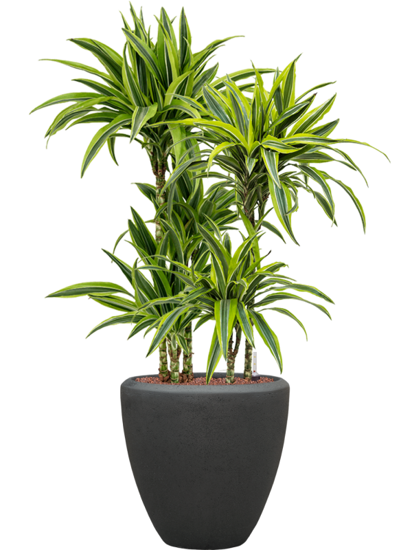 Ansamblu D40xH114cm cu planta naturala Dracaena fragrans 'Lemon Lime' in ghiveci Baq Polystone Plain all inclusive set cu granule decorative