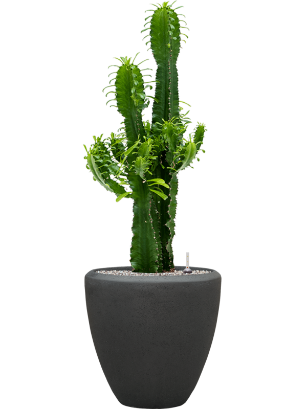 Ansamblu D40xH114cm cu planta naturala Euphorbia erytrea in ghiveci Baq Polystone Plain all inclusive set cu granule decorative