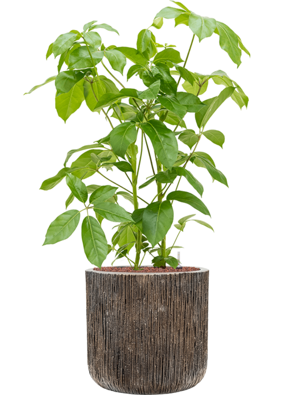 Ansamblu D40xH115cm cu planta naturala Schefflera actinophylla 'Amate' in ghiveci Baq Luxe Lite Universe all inclusive set cu granule decorative