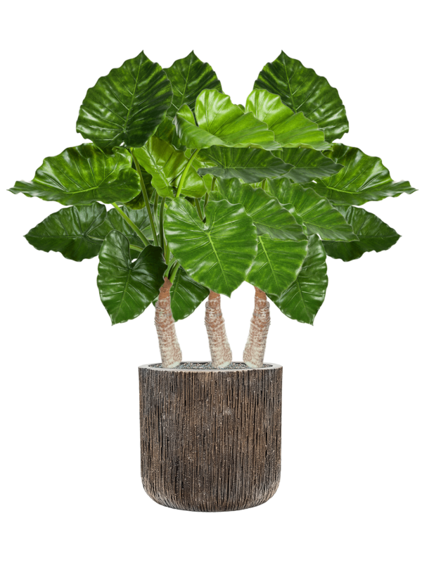 Ansamblu D40xH116cm cu planta naturala Alocasia Calidora in ghiveci Baq Luxe Lite Universe Waterfall all inclusive set cu granule decorative