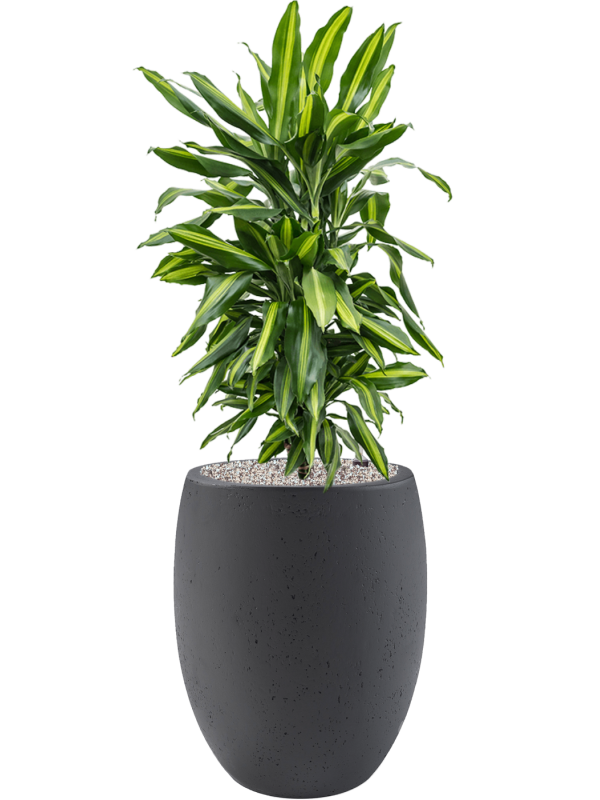 Ansamblu D40xH117cm cu planta naturala Dracaena fragrans 'Cintho' in ghiveci Grigio all inclusive set cu granule decorative