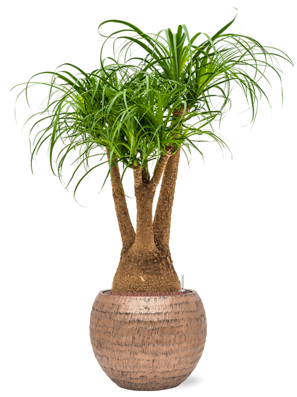 Ansamblu D40xH119cm cu planta naturala Beaucarnea recurvata in ghiveci Baq Opus Hammered all inclusive set cu granule decorative