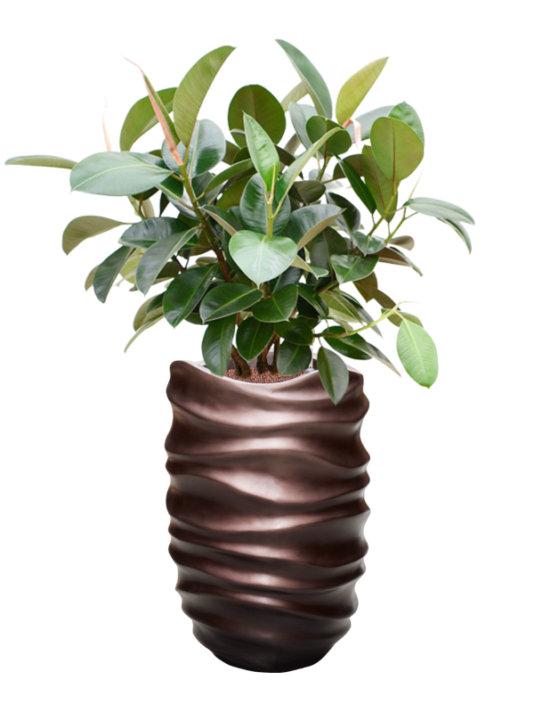 Ansamblu D40xH119cm cu planta naturala Ficus elastica 'Robusta' (70-100cm) in ghiveci Baq Gradient Lee all inclusive set cu granule decorative