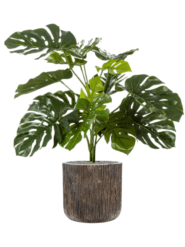 Ansamblu D40xH121cm cu planta naturala Monstera deliciosa in ghiveci Baq Luxe Lite Universe Waterfall all inclusive set cu granule decorative