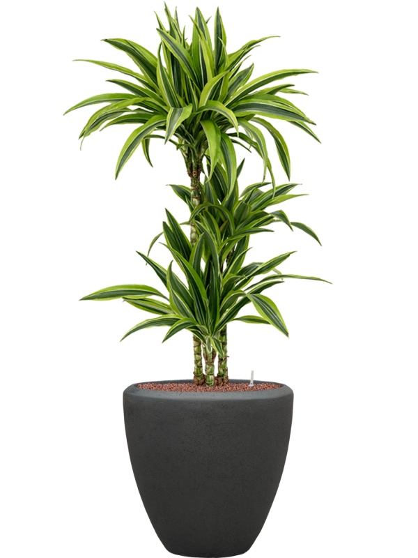 Ansamblu D40xH124cm cu planta naturala Dracaena fragrans 'Lemon Lime' in ghiveci Baq Polystone Plain all inclusive set cu granule decorative