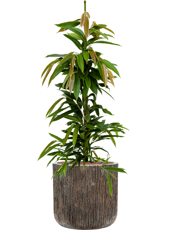 Ansamblu D40xH126cm cu planta naturala Ficus binnendijkii 'Amstel King' in ghiveci Baq Luxe Lite Universe all inclusive set cu granule decorative