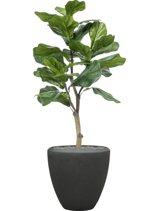 Ansamblu D40xH128cm cu planta naturala Ficus lyrata in ghiveci Baq Polystone Plain all inclusive set cu granule decorative