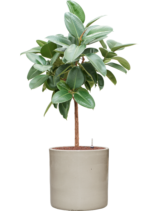 Ansamblu D40xH129cm cu planta naturala Ficus elastica 'Robusta' in ghiveci Cylinder all inclusive set cu granule decorative