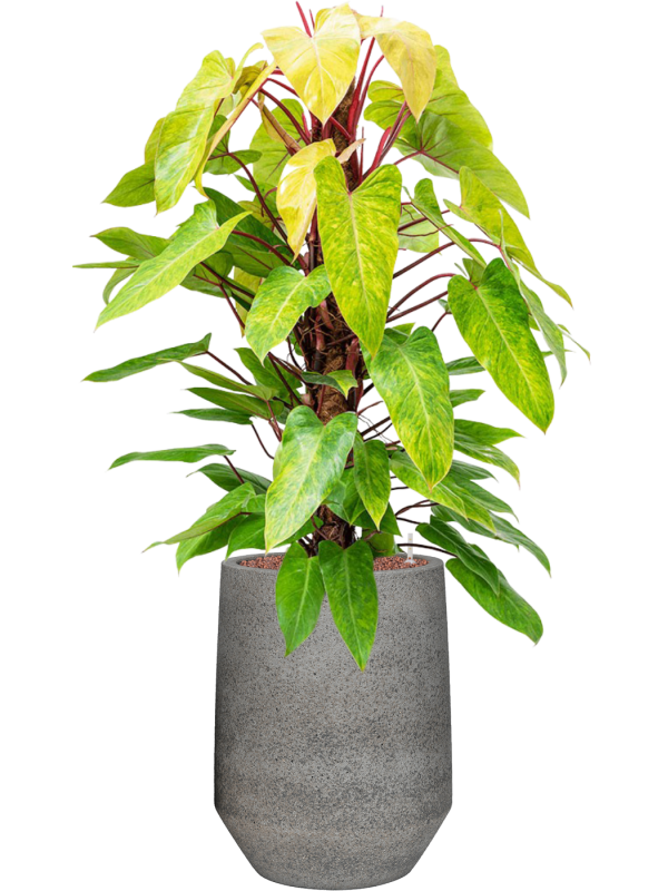 Ansamblu D40xH130cm cu planta naturala Philodendron 'Painted lady' in ghiveci Cement & Stone all inclusive set cu granule decorative