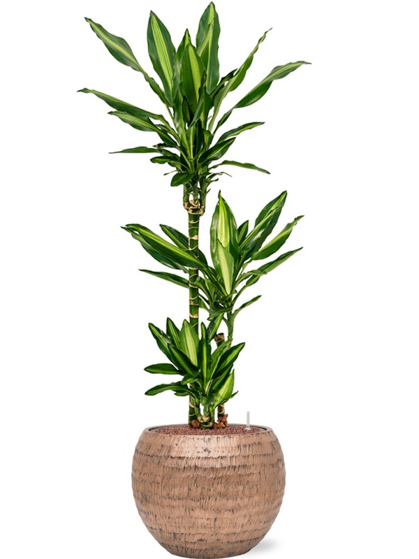 Ansamblu D40xH131cm cu planta naturala Dracaena fragrans 'Cintho' in ghiveci Baq Opus Hammered all inclusive set cu granule decorative