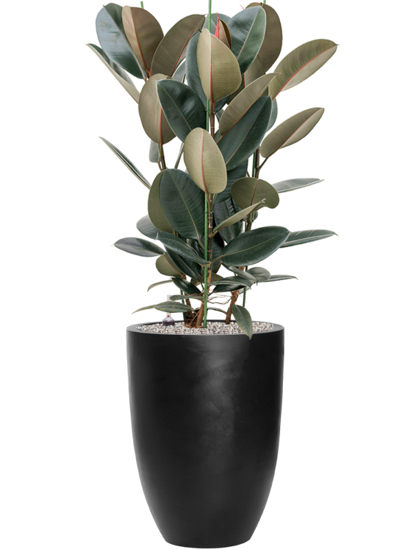 Ansamblu D40xH131cm cu planta naturala Ficus elastica 'Abidjan' in ghiveci Fiberstone all inclusive set cu granule decorative