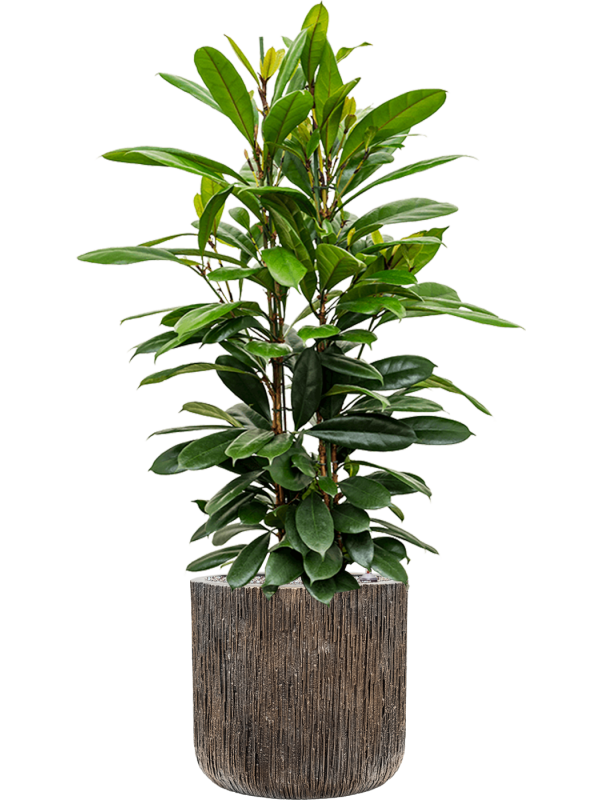 Ansamblu D40xH133cm cu planta naturala Ficus cyathistipula in ghiveci Baq Luxe Lite Universe Waterfall all inclusive set cu granule decorative