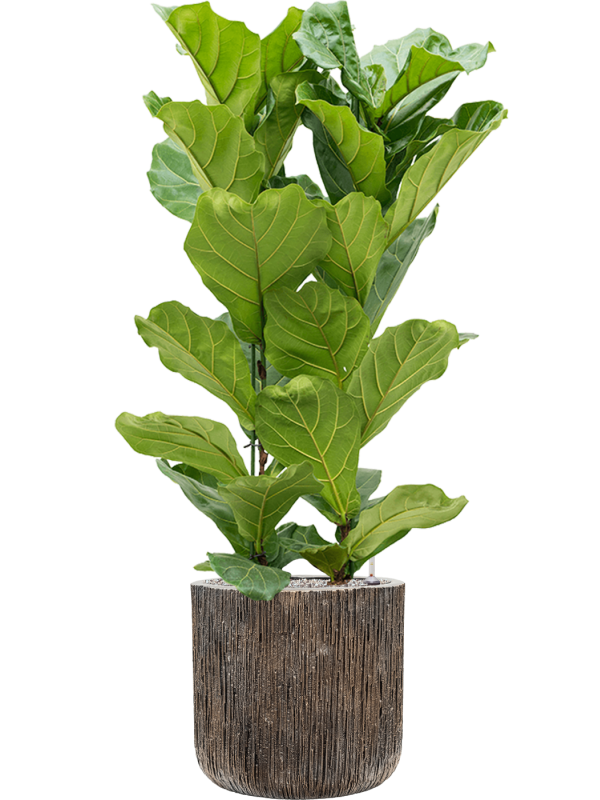 Ansamblu D40xH136cm cu planta naturala Ficus lyrata in ghiveci Baq Luxe Lite Universe Waterfall all inclusive set cu granule decorative