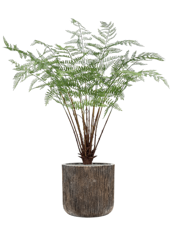 Ansamblu D40xH137cm cu planta naturala Fern in ghiveci Baq Luxe Lite Universe Waterfall all inclusive set cu granule decorative