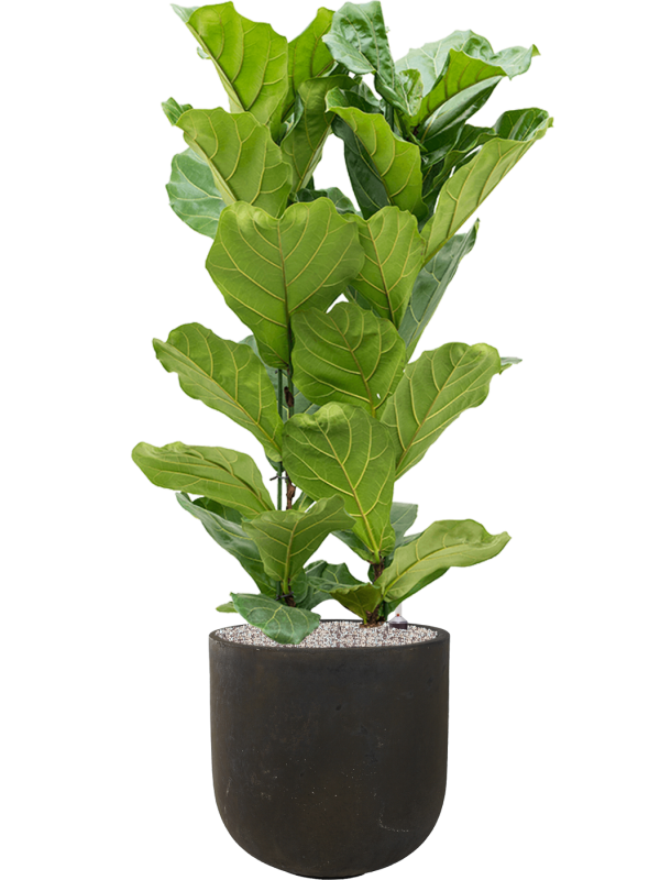 Ansamblu D40xH138cm cu planta naturala Ficus lyrata in ghiveci Static (GRC) all inclusive set cu granule decorative