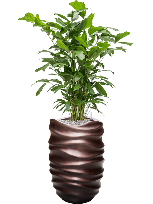 Ansamblu D40xH142cm cu planta naturala Caryota mitis in ghiveci Baq Gradient Lee all inclusive set cu granule decorative