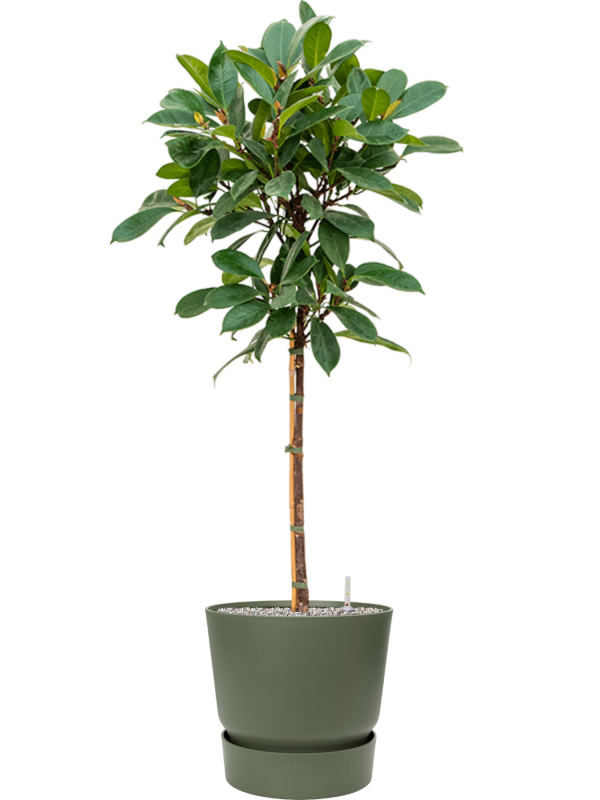 Ansamblu D40xH144cm cu planta naturala Ficus cyathistipula in ghiveci Greenville all inclusive set cu granule decorative